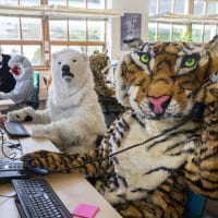 Greenpeace staff wearing tiger, polar bear, shark and spider monkey costumes pretend to answer phone calls and emails in the Greenpeace office.
