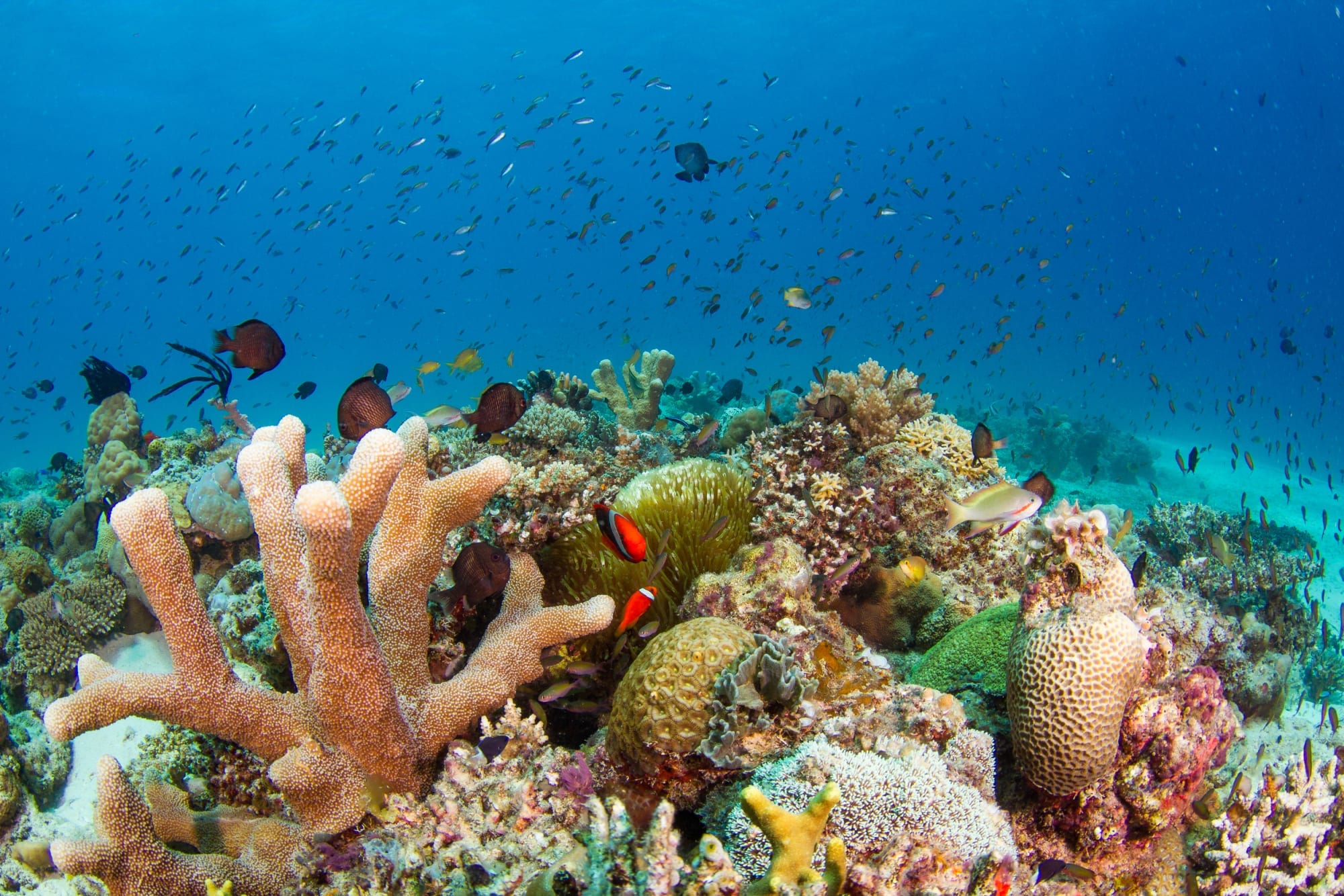How thriving oceans can help in the fight against climate change ...