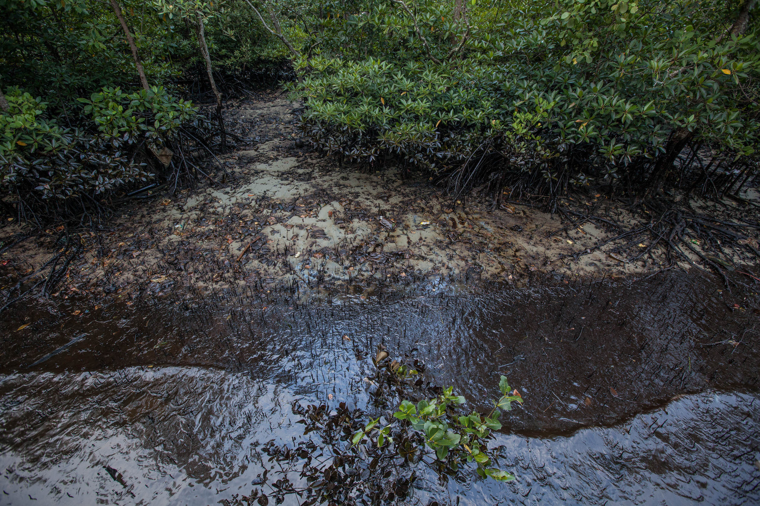 Mangrove contaminated by an oil spill