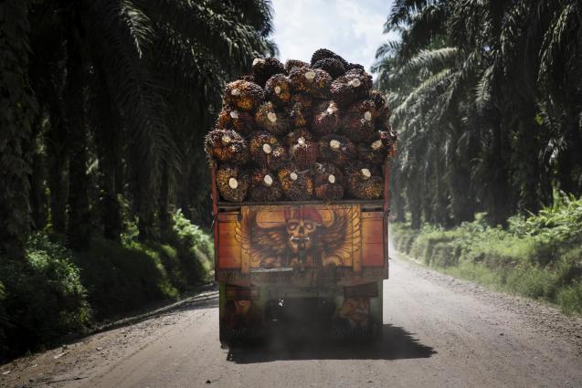 A truck piled high with palm fruit drives on a dirt road through a plantation