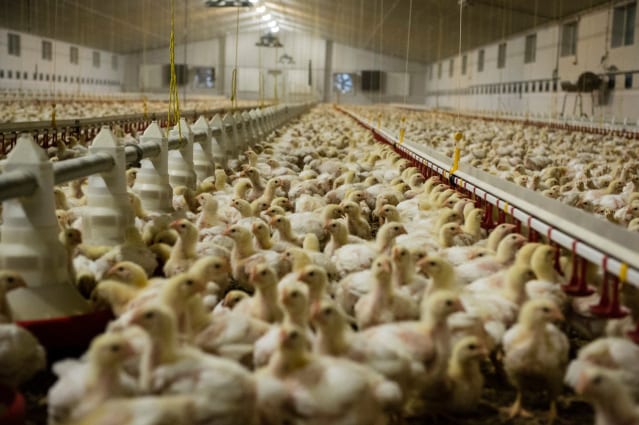 Thousands of chickens crowded together in an industrial shed