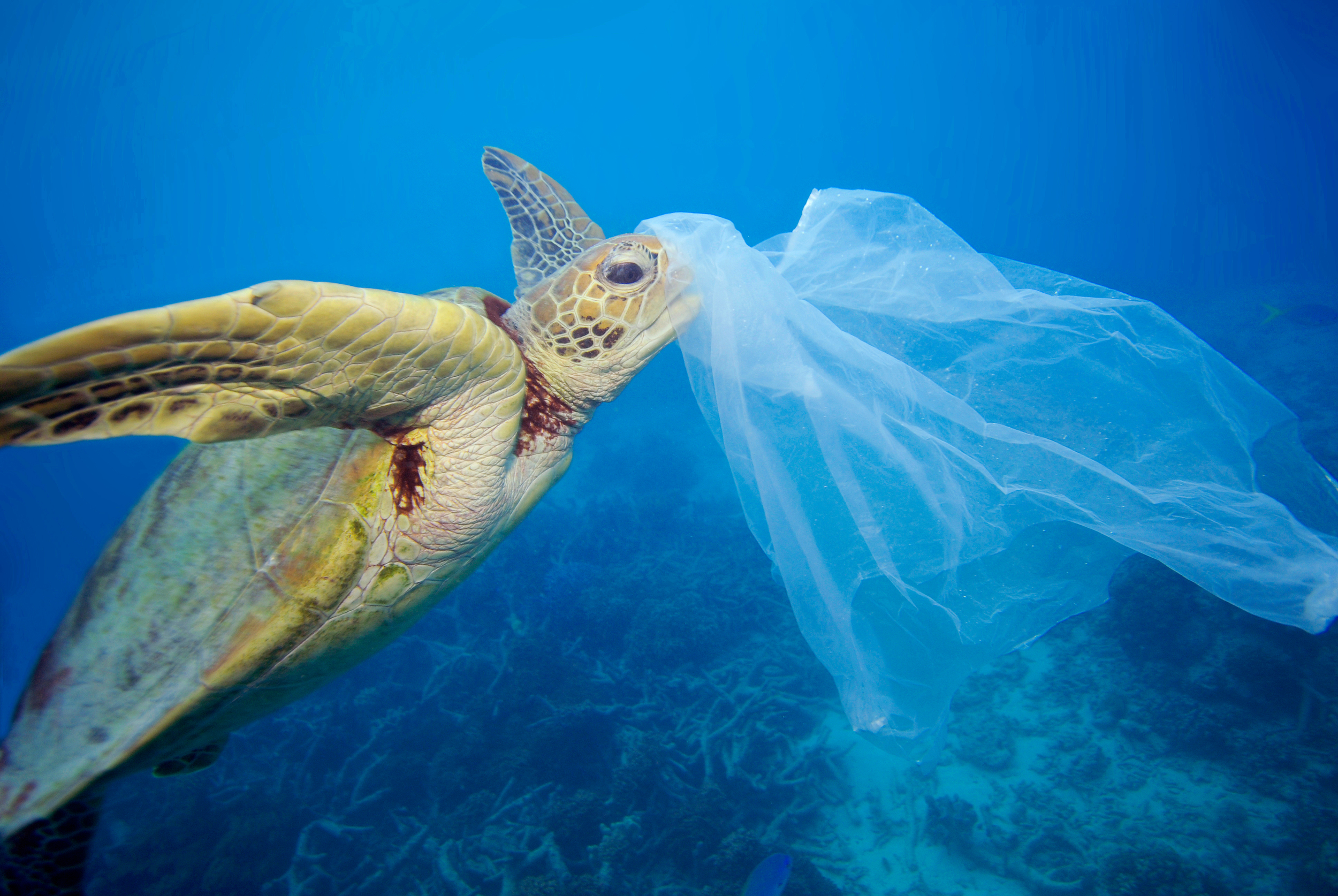Sea turtle caught in a plastic bag