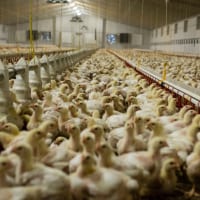 Chickens densely packed into an industrial barn