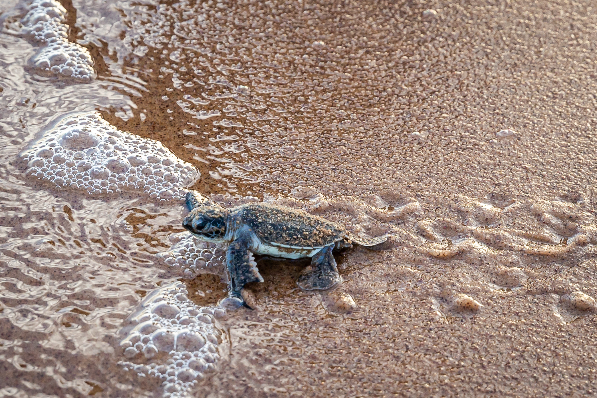 A baby leatherback sea turtle walking across the sand towards the ocean