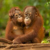 Two young orangutans hugging