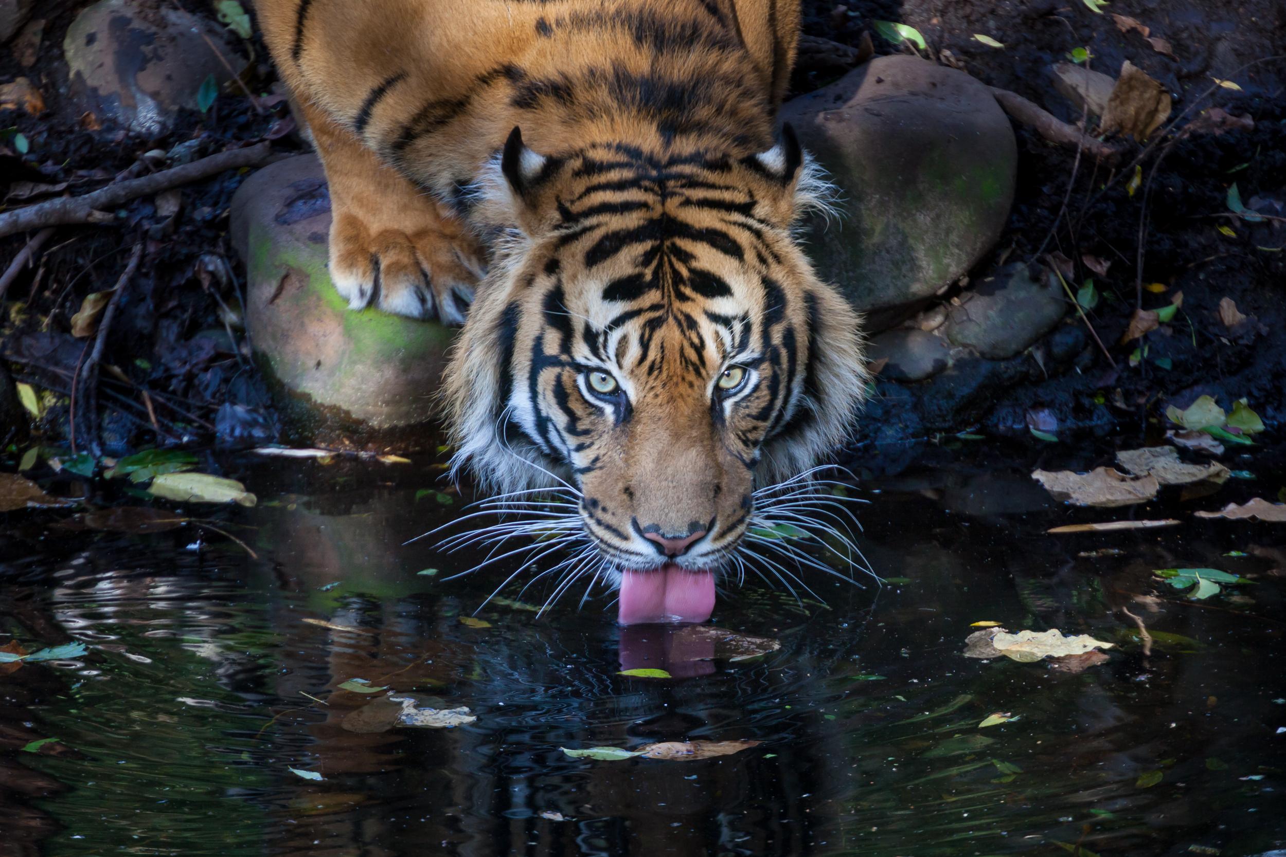 Tiger with markings visible on forehead drinking water