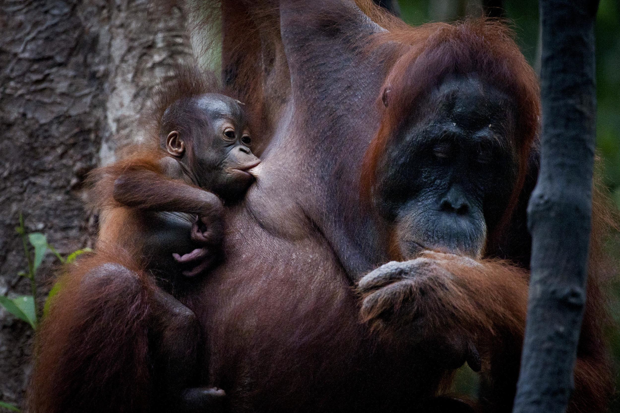 A mother with her baby orangutan feeding at her breast