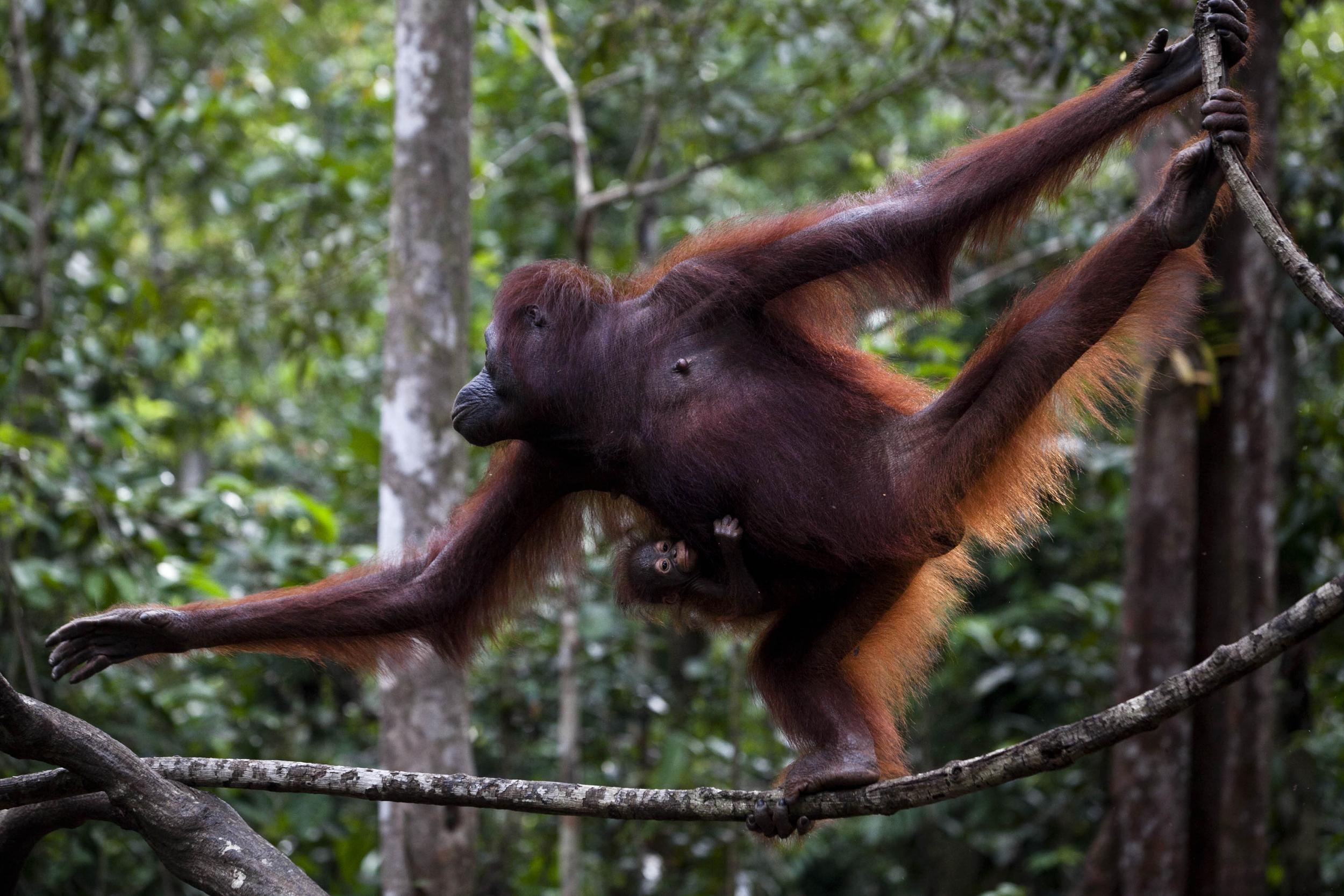 Orangutan mother outstretched between trees with small baby clinging to her