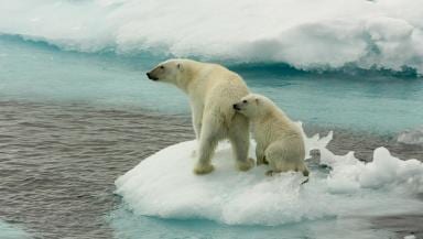 Two polar bears standing on a small ice floe