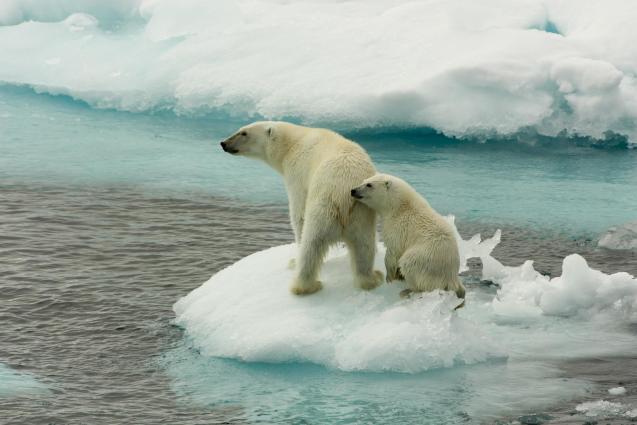Two polar bears standing on a small ice floe