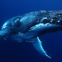 Humpback whale in a dark blue ocean