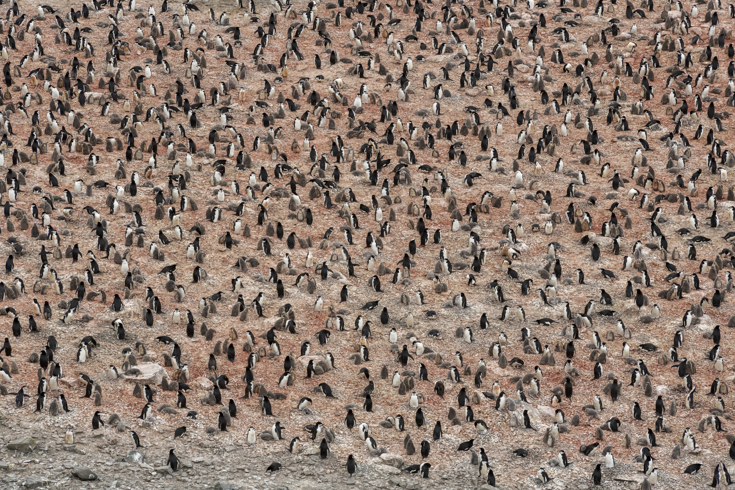 Aerial view of a penguin colony. Hundreds of penguins fill the frame.