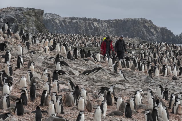 Two people walking through a busy penguin colony