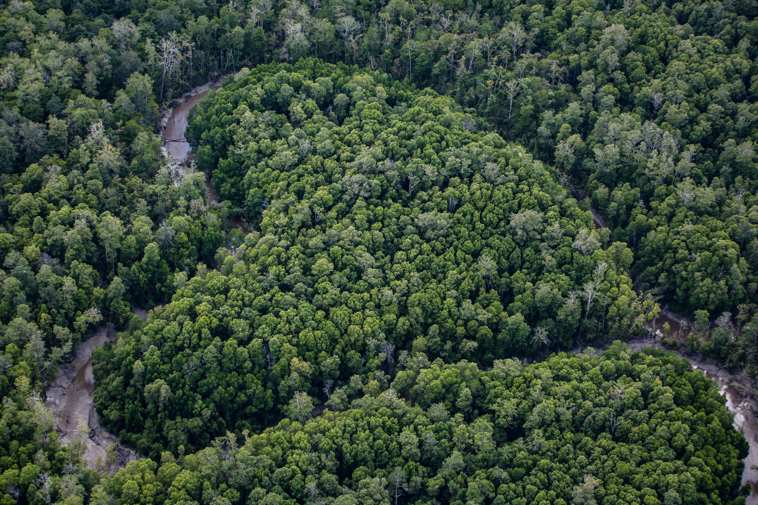 Aerial view of a patch of dense forest, with the clear outline of a heart shape made by a winding river.