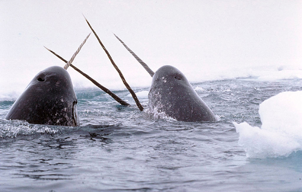 Narwhals breaching