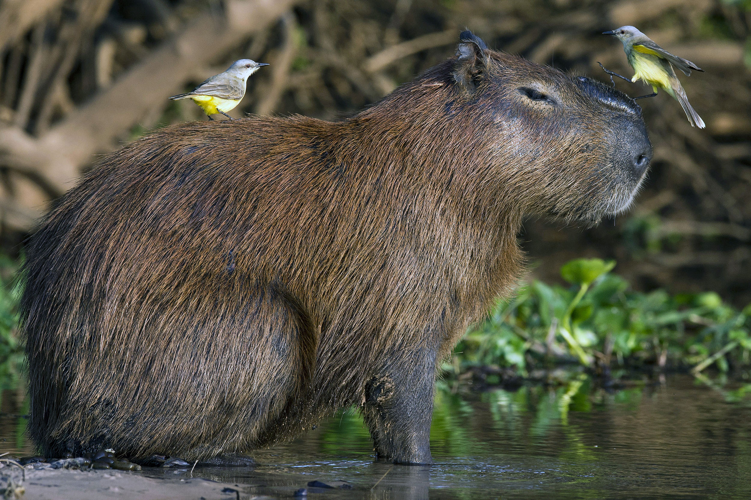The capybara, a giant sleepy-looking rodent with birds perched in its head