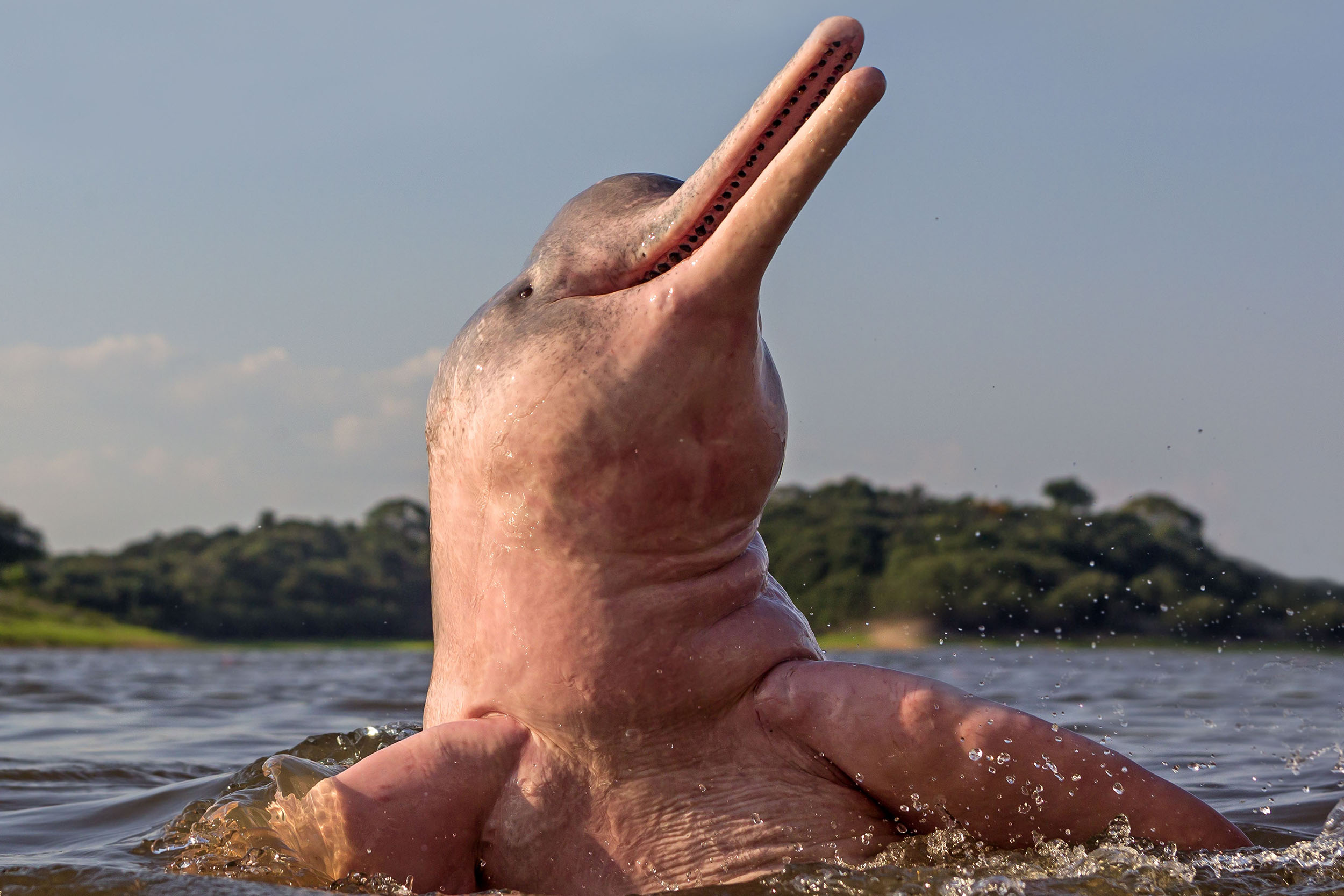 Closeup of a pink river dolphin emerging from the water