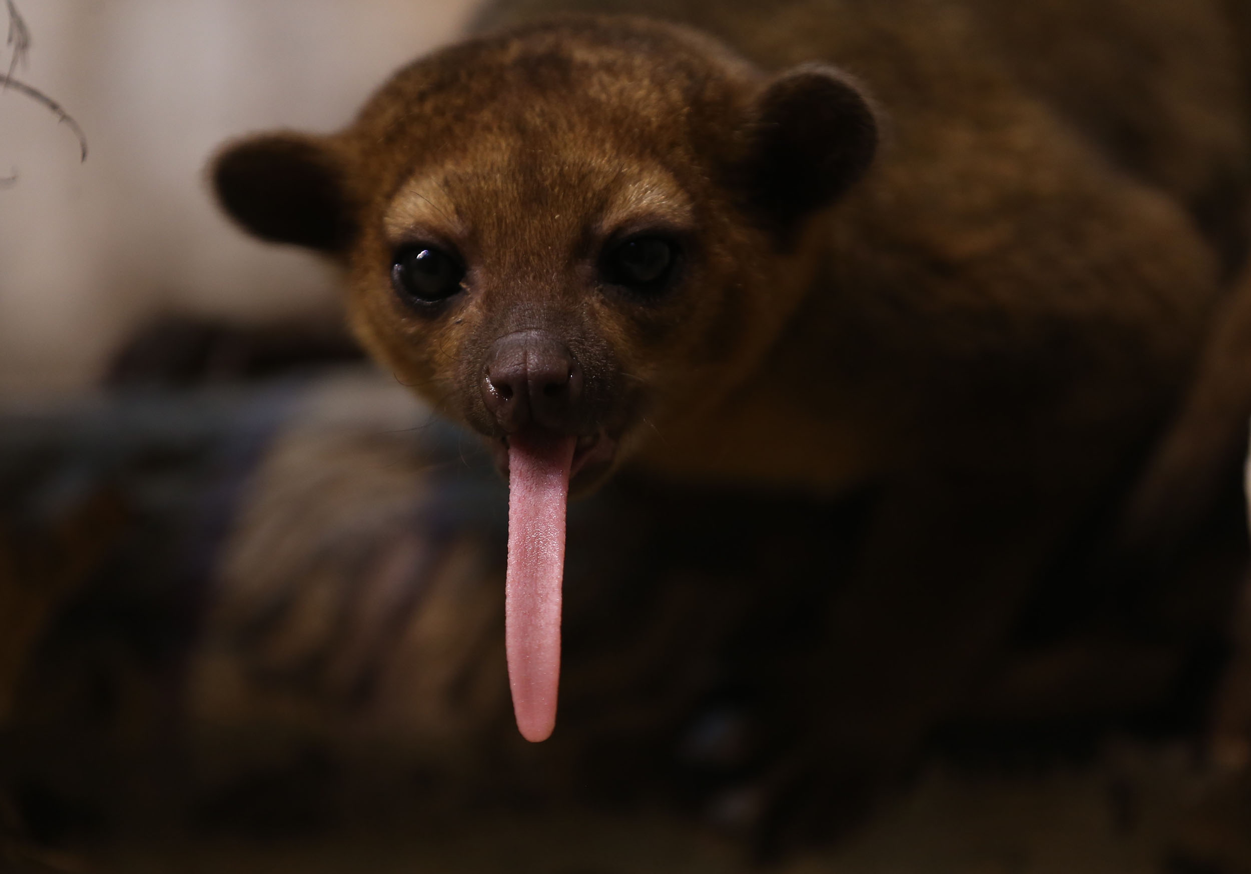 Cute cuddly looking kinkajou sticks out a long pink tongue as it looks into the camera