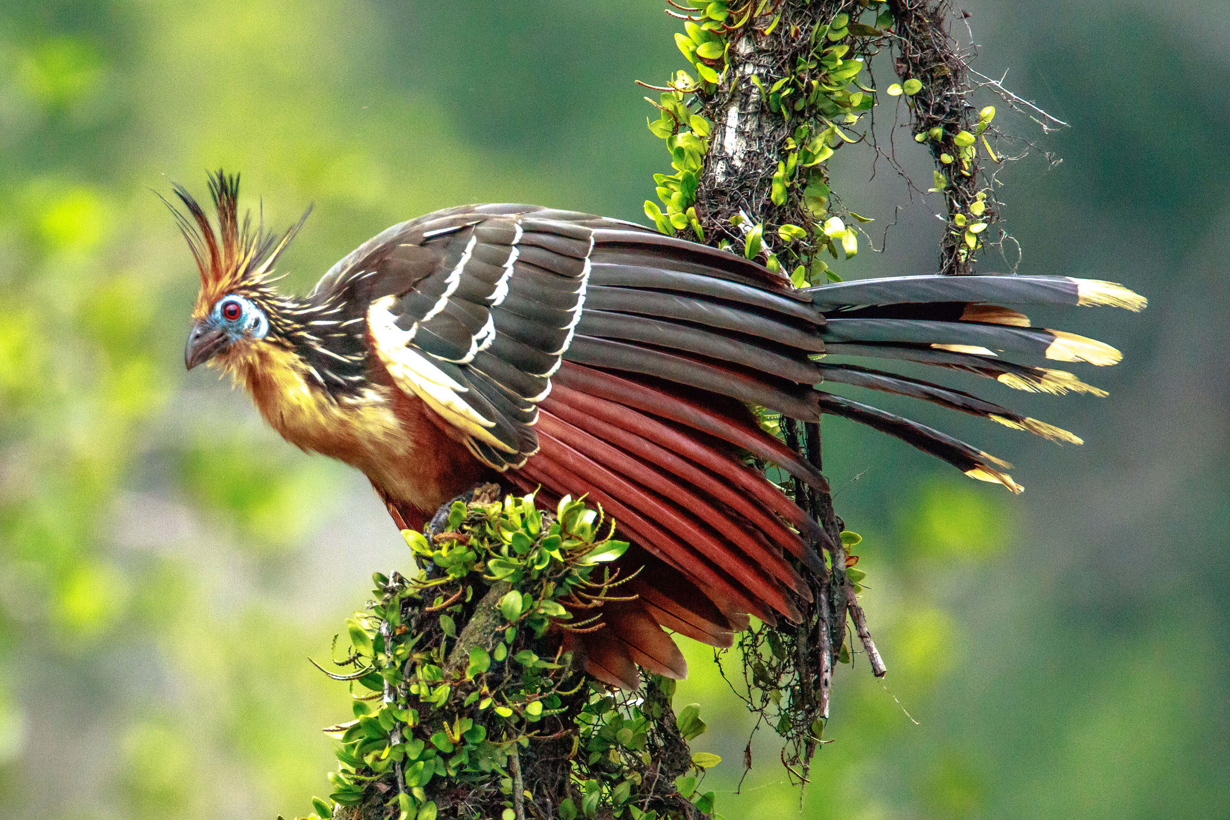 Hoatzin perched on a branch. It has ornate colourful plumage and an amazing feather crest on its head