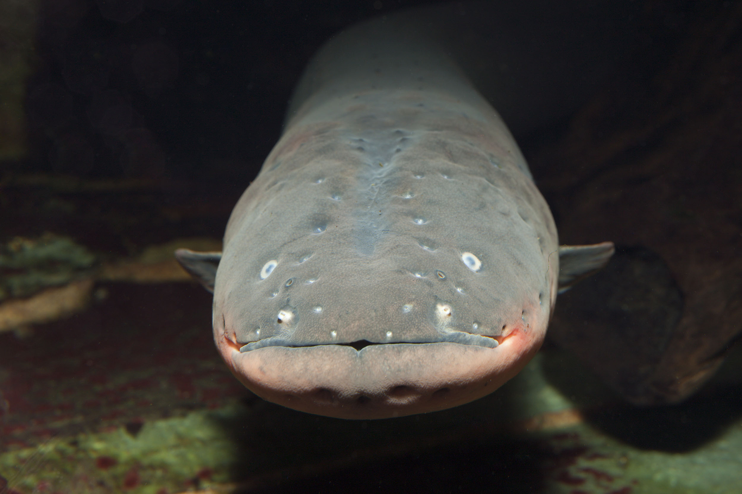 Closeup of an electric eel's mean looking face