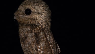 A brown bird that looks a bit like a young owl but it has an enormous all-black eye. The overall effect is quite unhinged.
