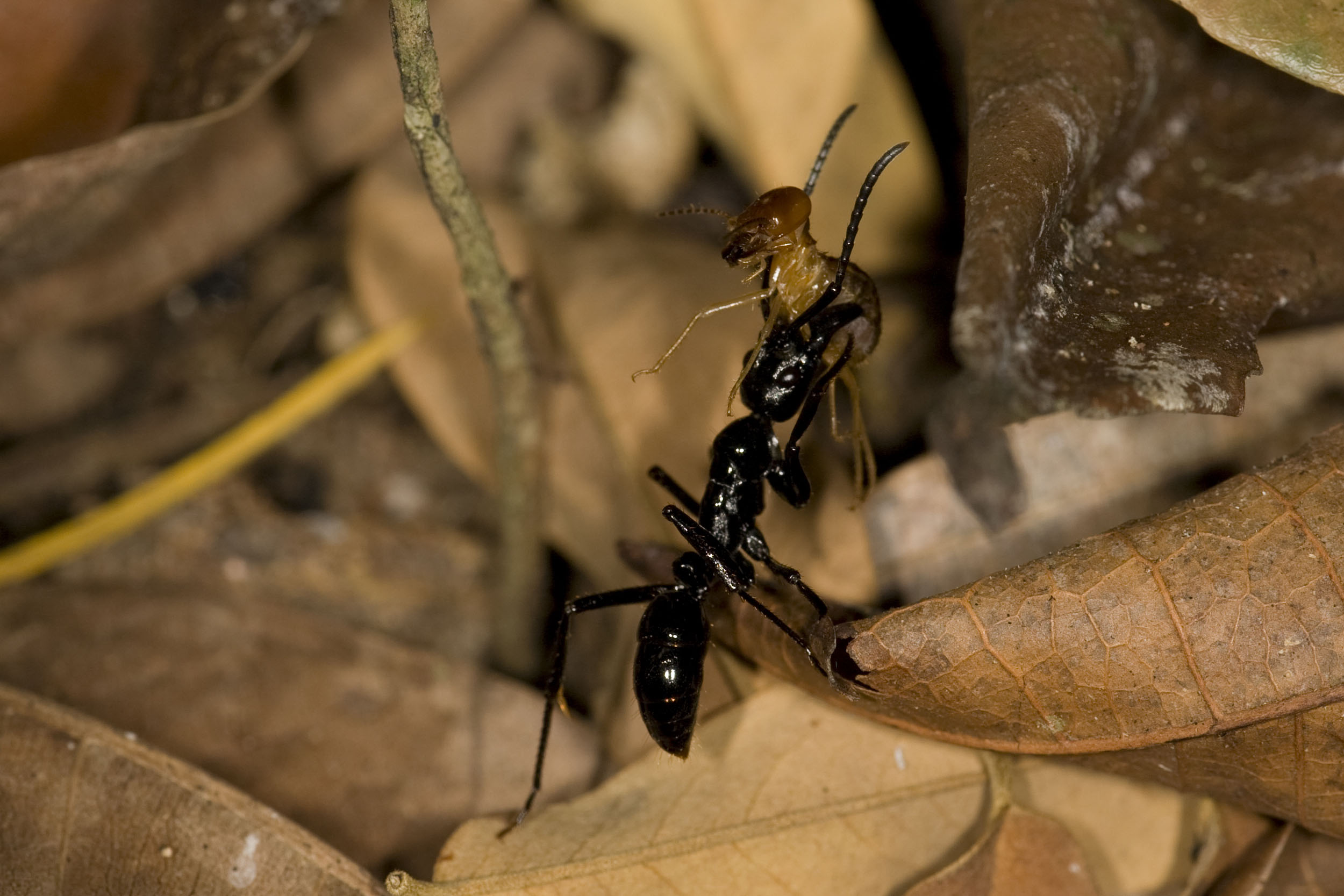 Giant ant holding an unfortunate inset in its powerful jaws