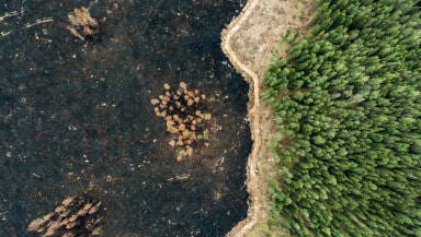 Aerial view of a forest. One side is blackened and bare, the other is still lush and green.
