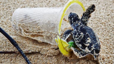A baby sea turtle investigates a discarded plastic cup on a beach