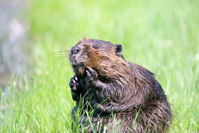 A beaver sits on its hind legs in long grass