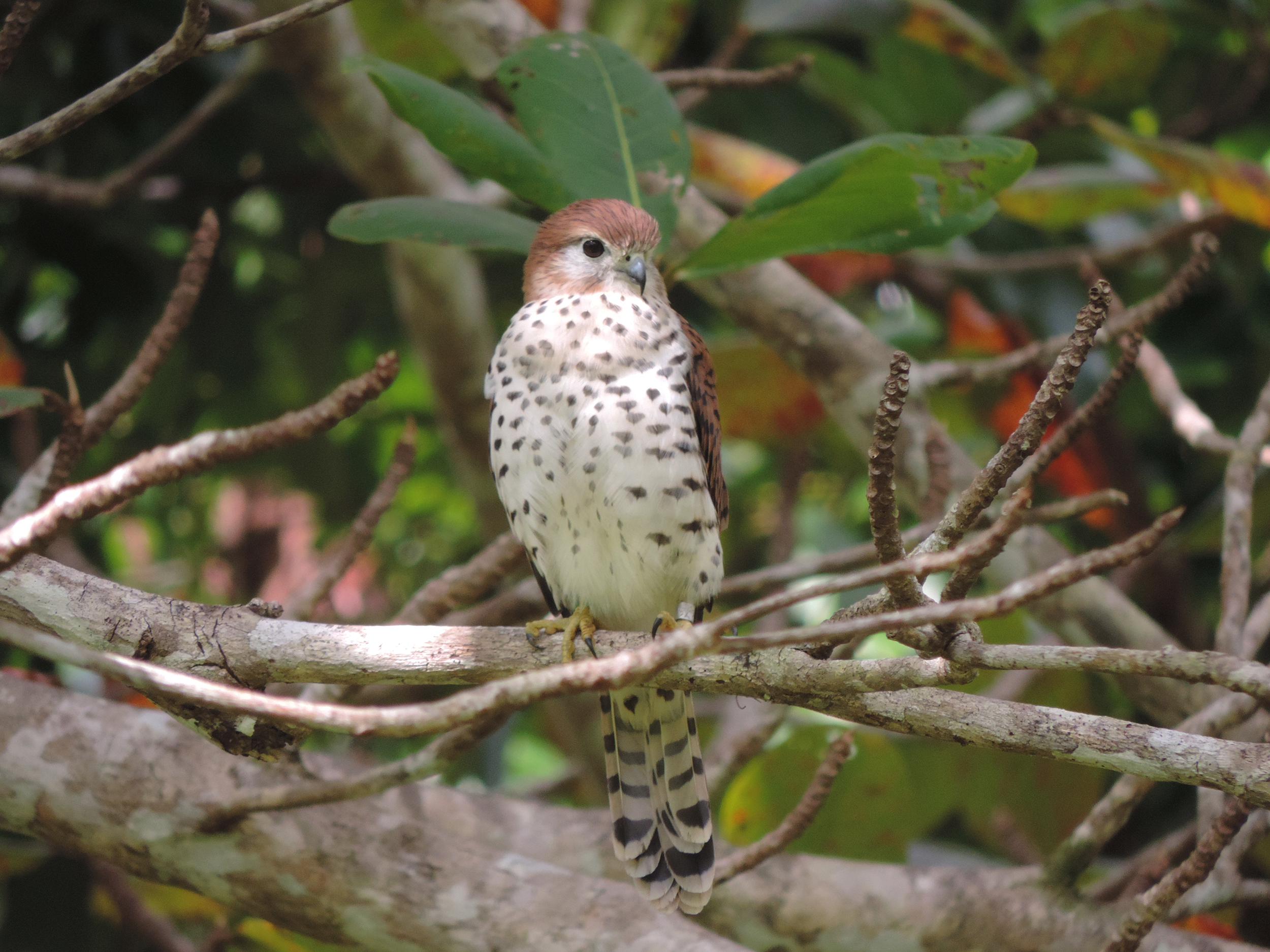 A Mauritius kestrel sits on a branch in a lush forest