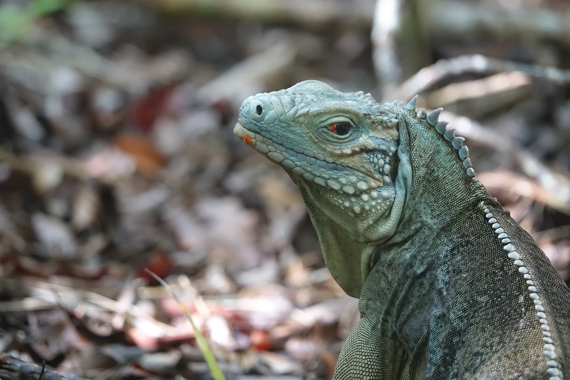 A blue iguana looks over its left shoulder into the camera