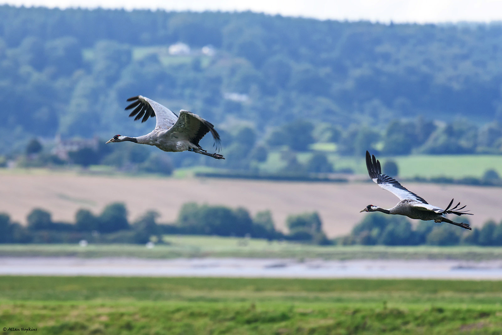 Two cranes flying over wetlands with low hills in the background