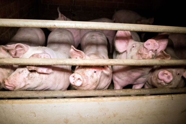 Pigs crowded against the bars of their enclosure. They're lit by a camera flash, and the background is all dark.