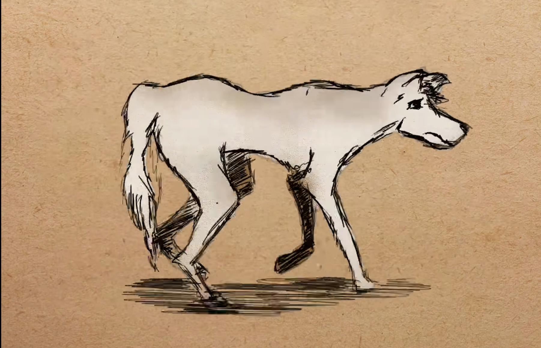 Illustration of a Sicilian wolf