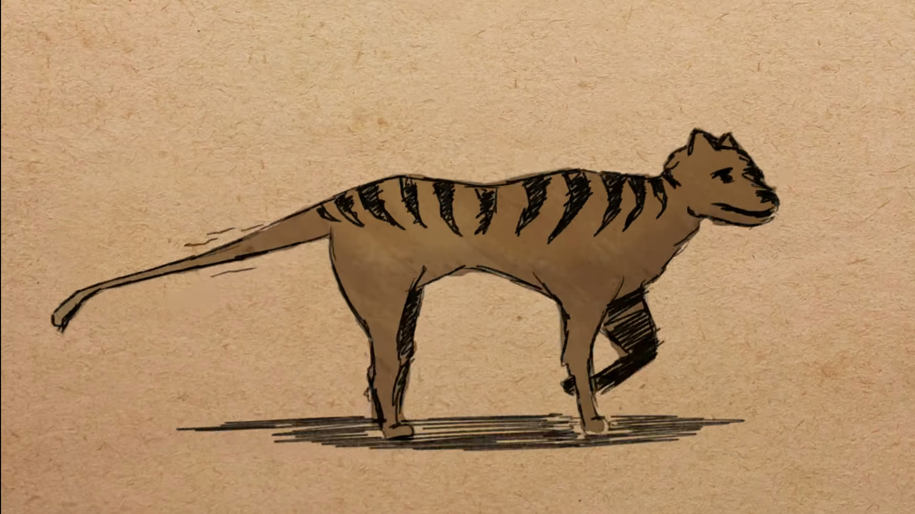 Illustration of an extinct Tasmanian tiger. It's slender, and dark brown.
