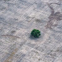 Aerial shot of tree with fire tracks