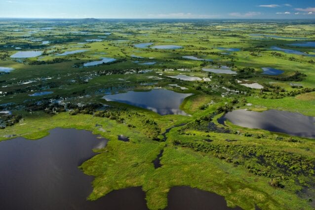 Aerial view of a vast wetland. It's dark pools and lush greenery as far as the eye can see.