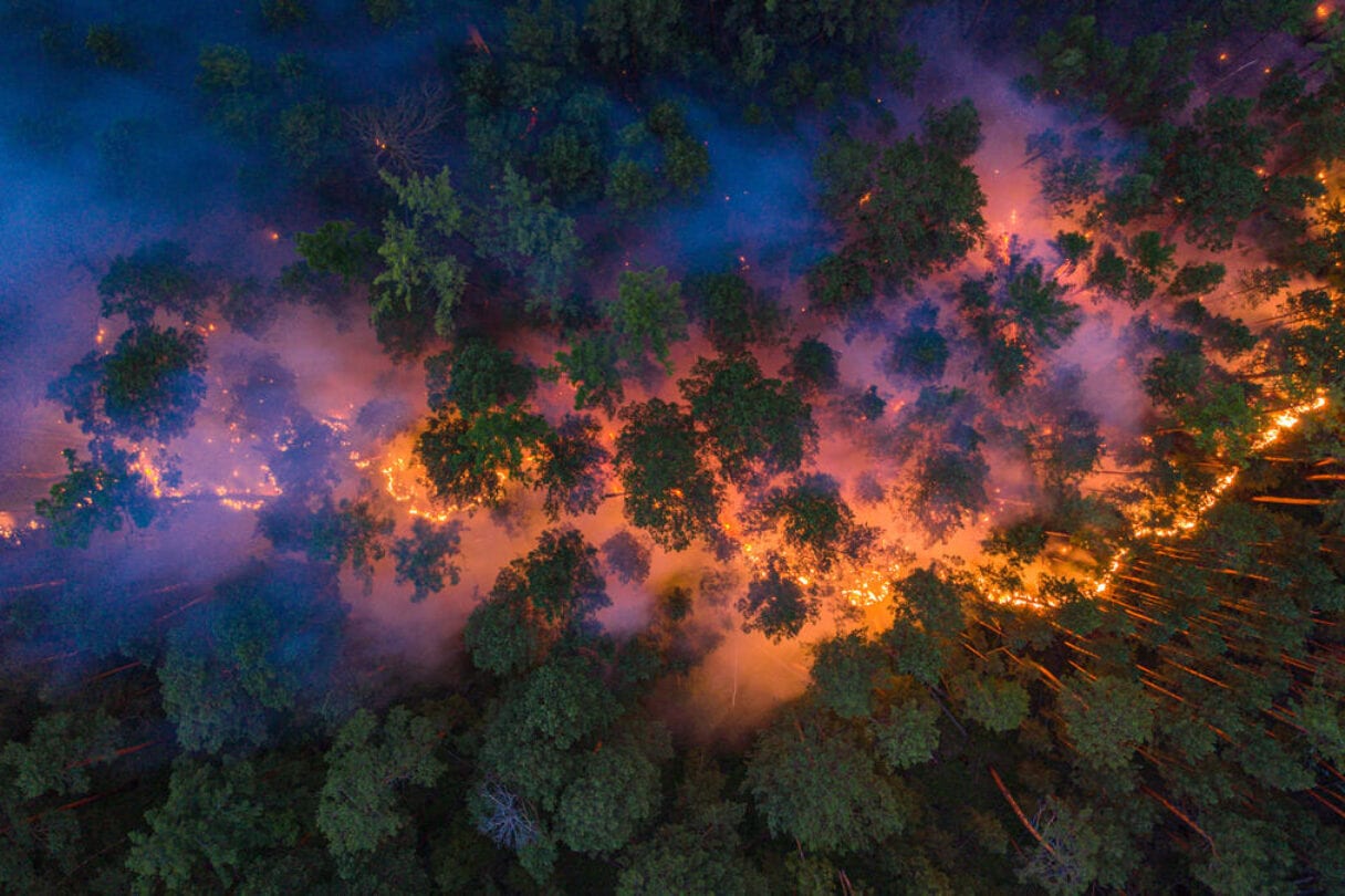 Overhead view of a forest with a band of orange flames spreading through the trees