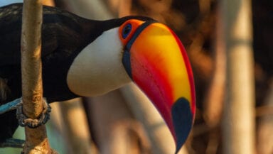 A toucan leans towards the camera. It's vivid orange bill contrasts against the drab background.