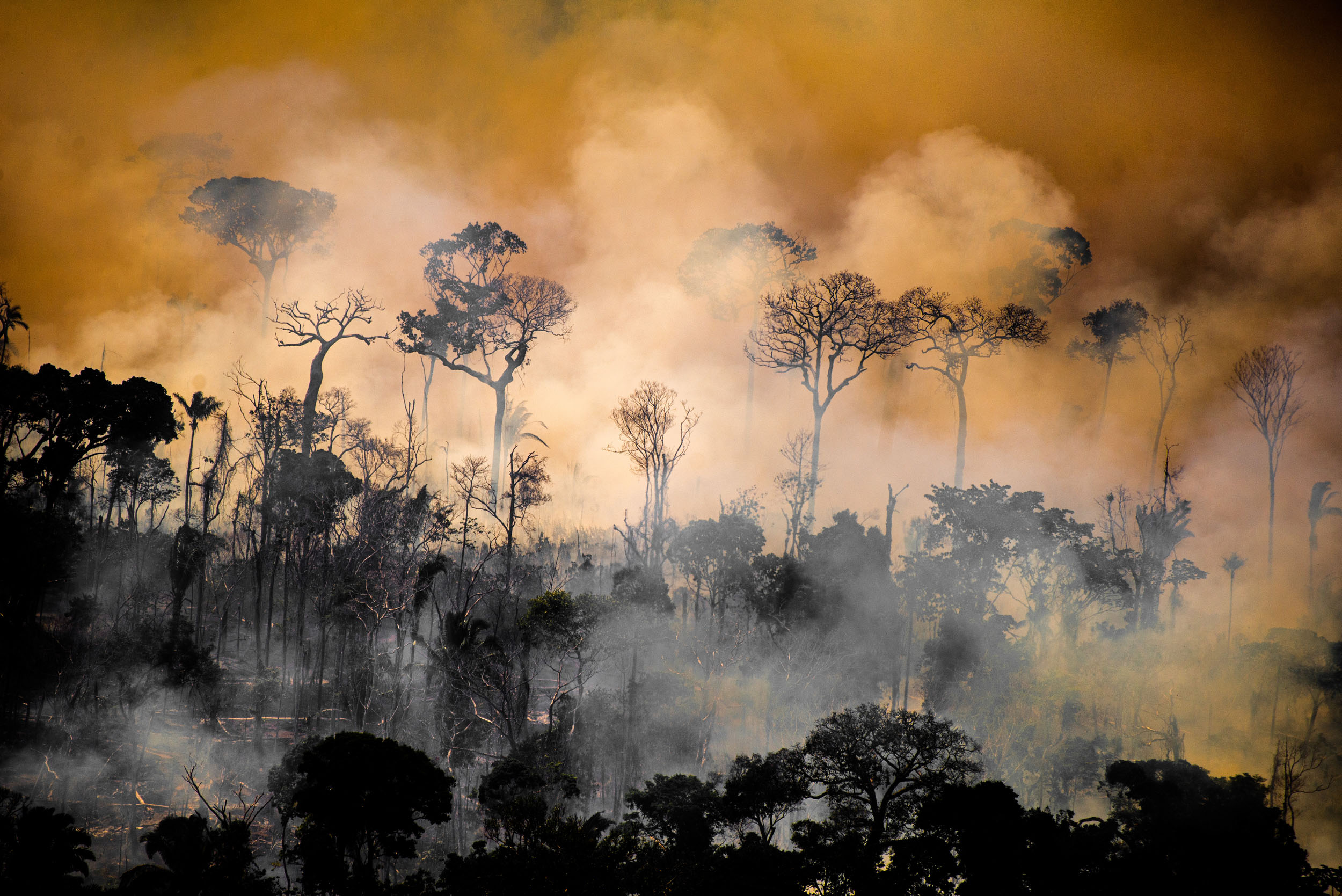Rainforest trees are silhouetted against an orange backdrop of smoke from an ongoing forest fire.