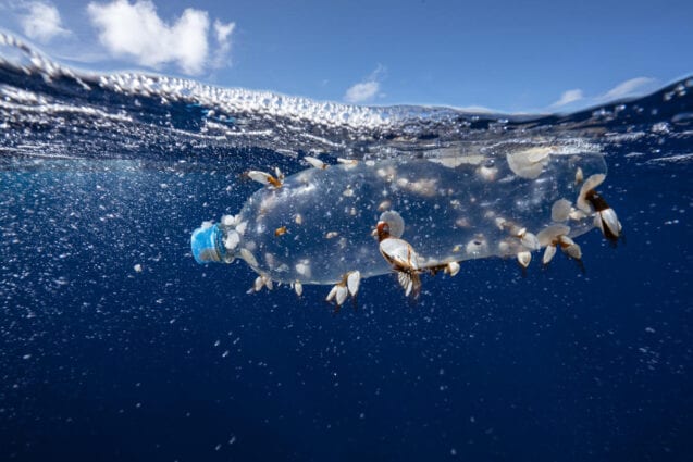 Small shellfish have anchored themselves to a plastic bottle drifting just below the surface of the ocean