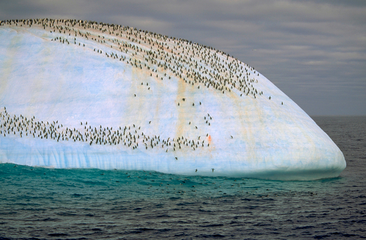 Wide view of a colony of penguins on an iceberg. The snow is streaked with orange-pink stains from the penguins' poo