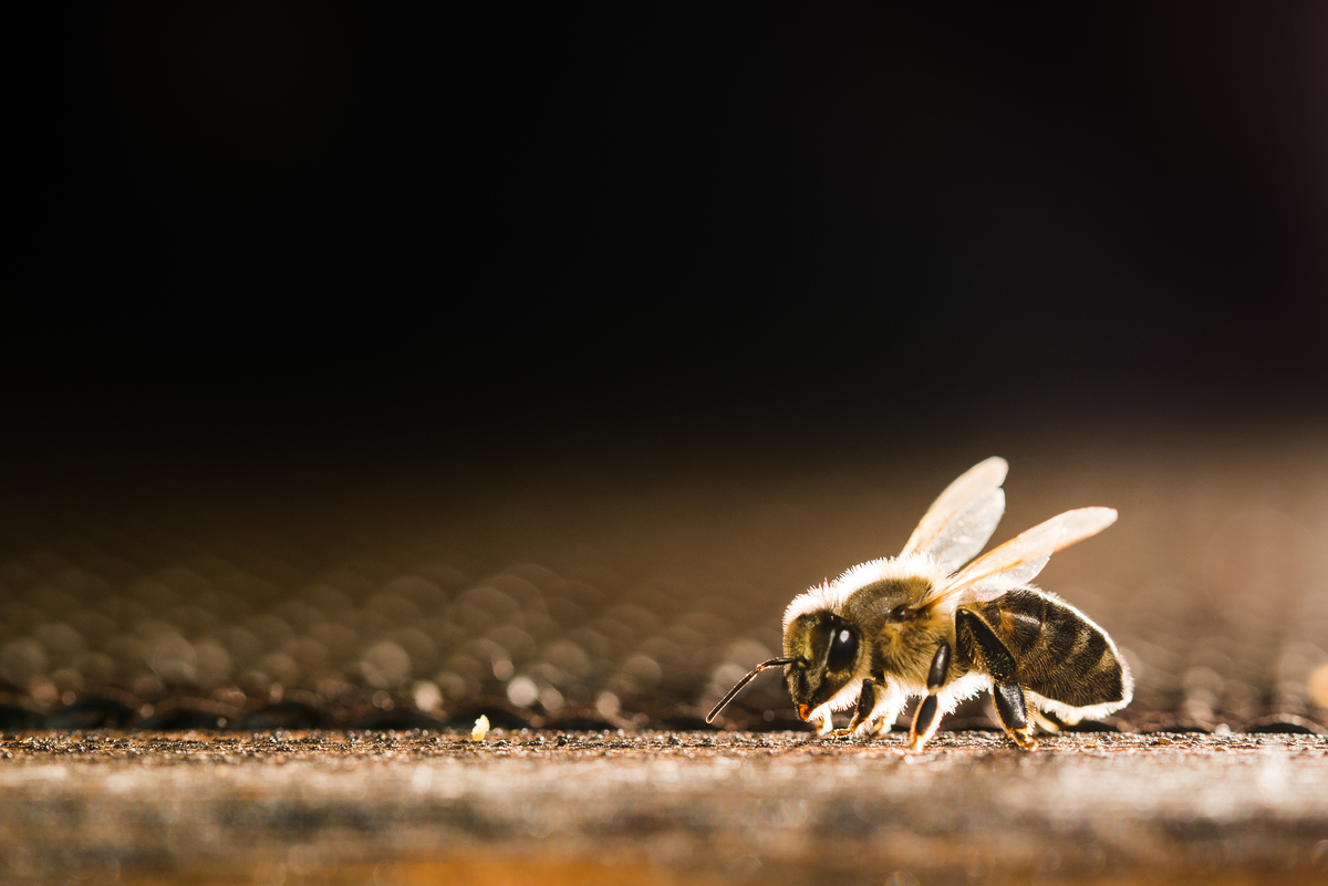 Closeup of a bee standing at the entrance to a hive. Sunlight coming from behind illuminates its wings and outlines its body.