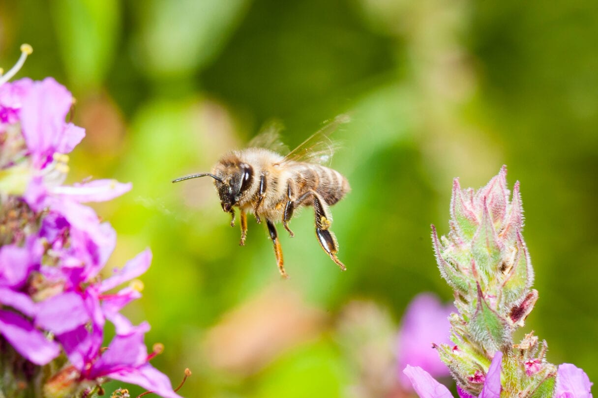 Bee flying towards a clump of purple flowers