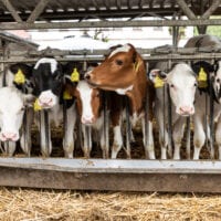 A group of cows poke their heads through metal bars on an industrial farm