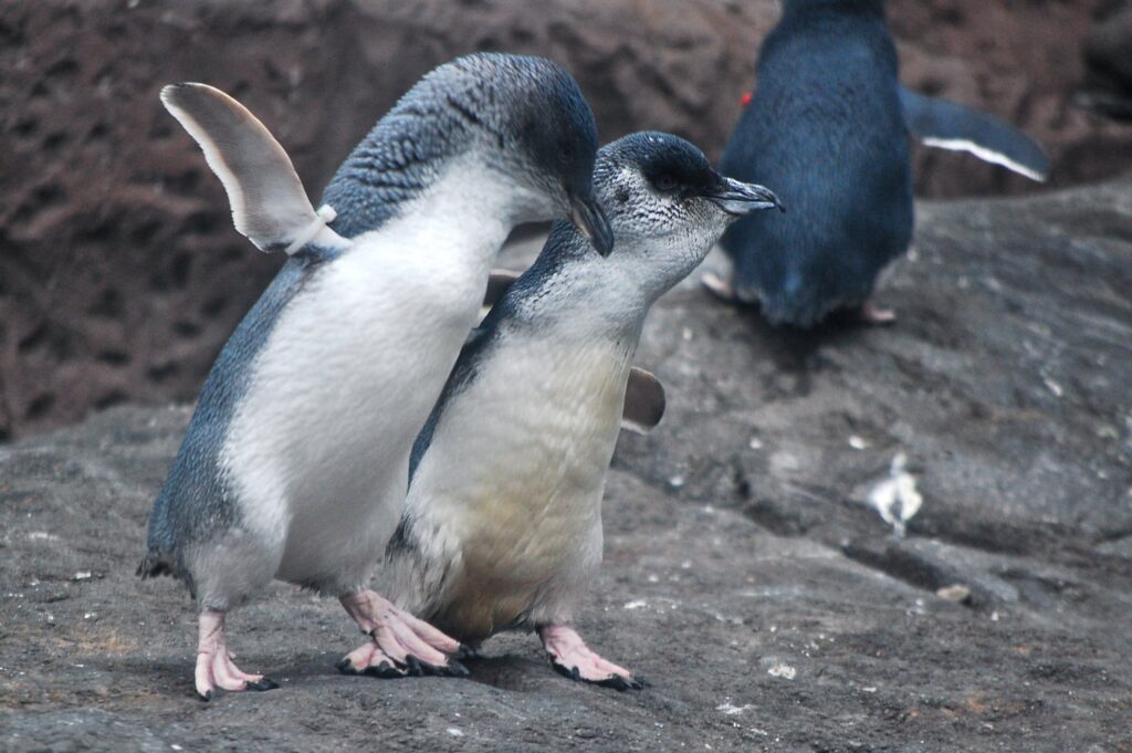 Two small penguins playing on a rock