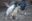 Two small penguins playing on a rock