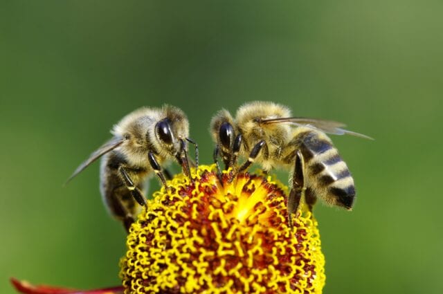 Two bees on a flower