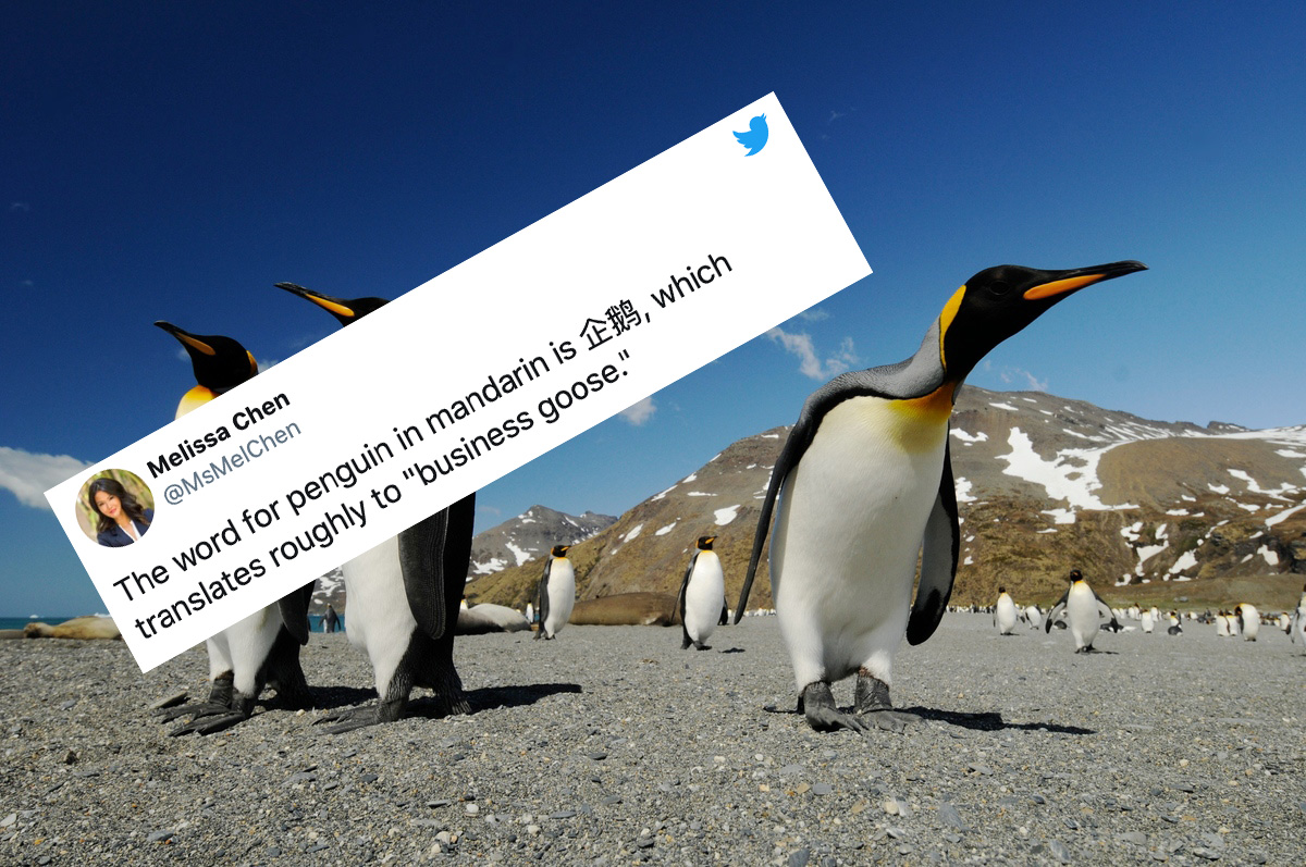 Penguin Facts 9 Fascinating Things You Might Not Know Greenpeace UK