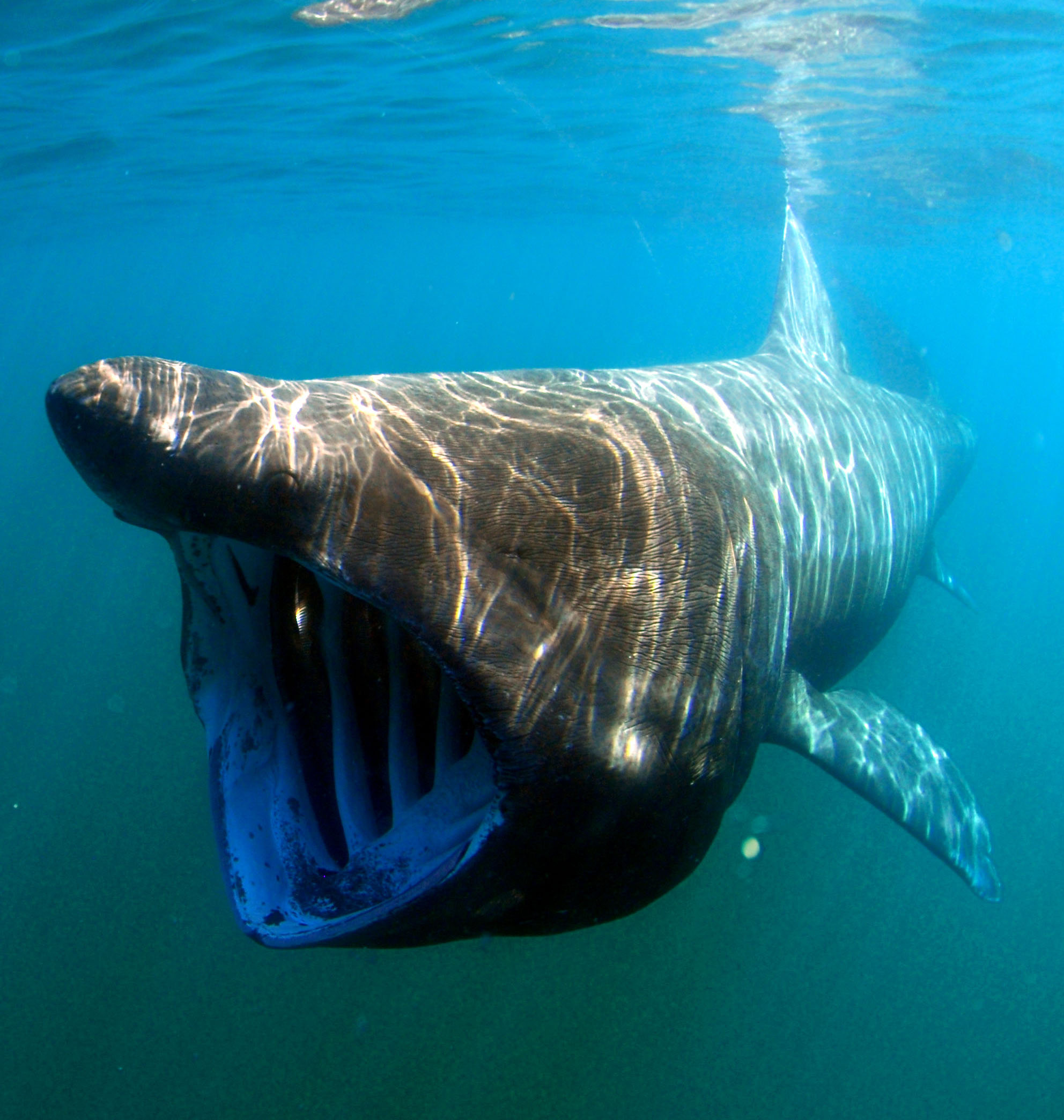 A sun-dappled basking shark swims towards the camera with its huge mouth open.